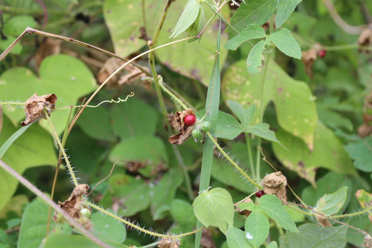 Plant Image
